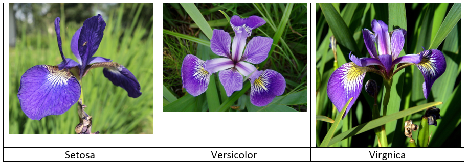 Iris-species